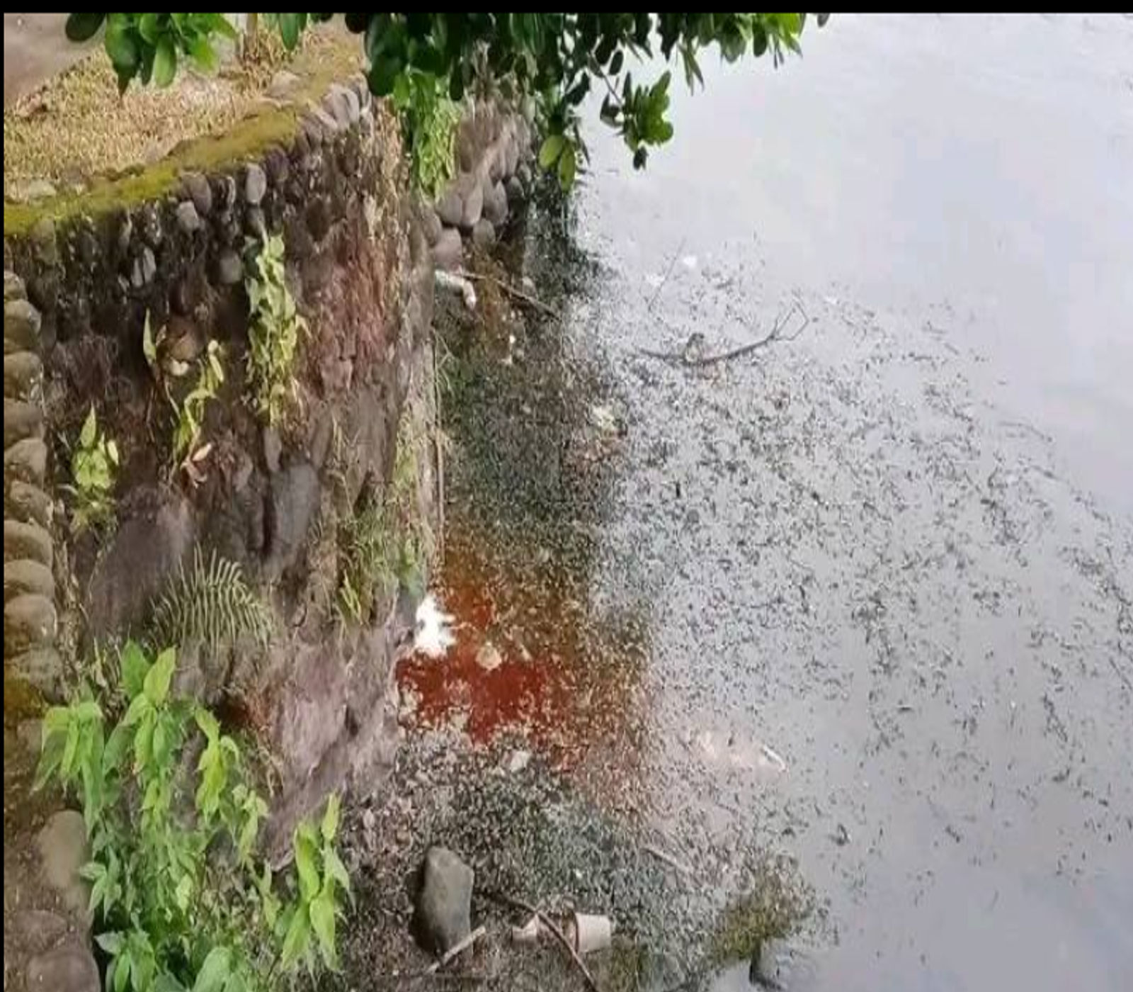 Is Sampaloc Lake’s latest pollution scare a warning sign we can no longer ignore?